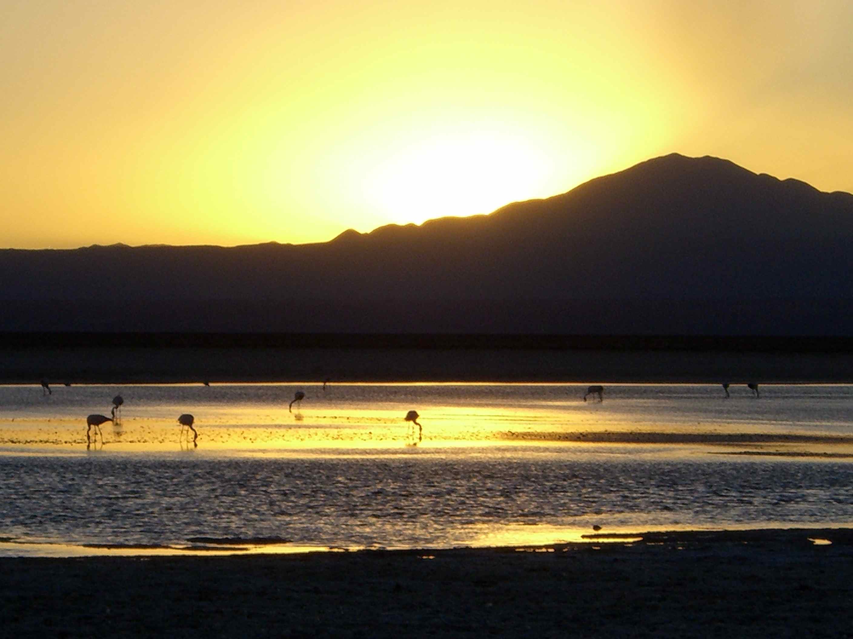 dramaic-sunset-flamingo.jpg