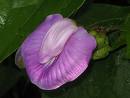The Clitoris Flower
